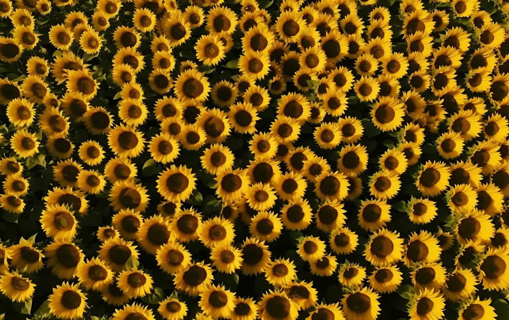 Papier Peint Floral - Tournesol Lumineux