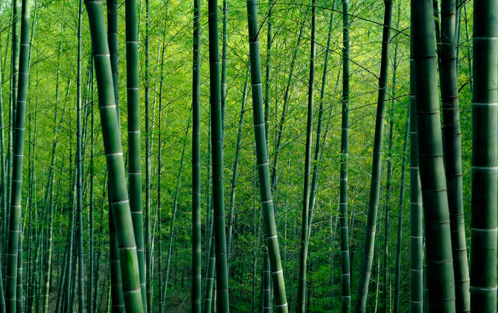Wallpaper - Dense Bamboo Forest