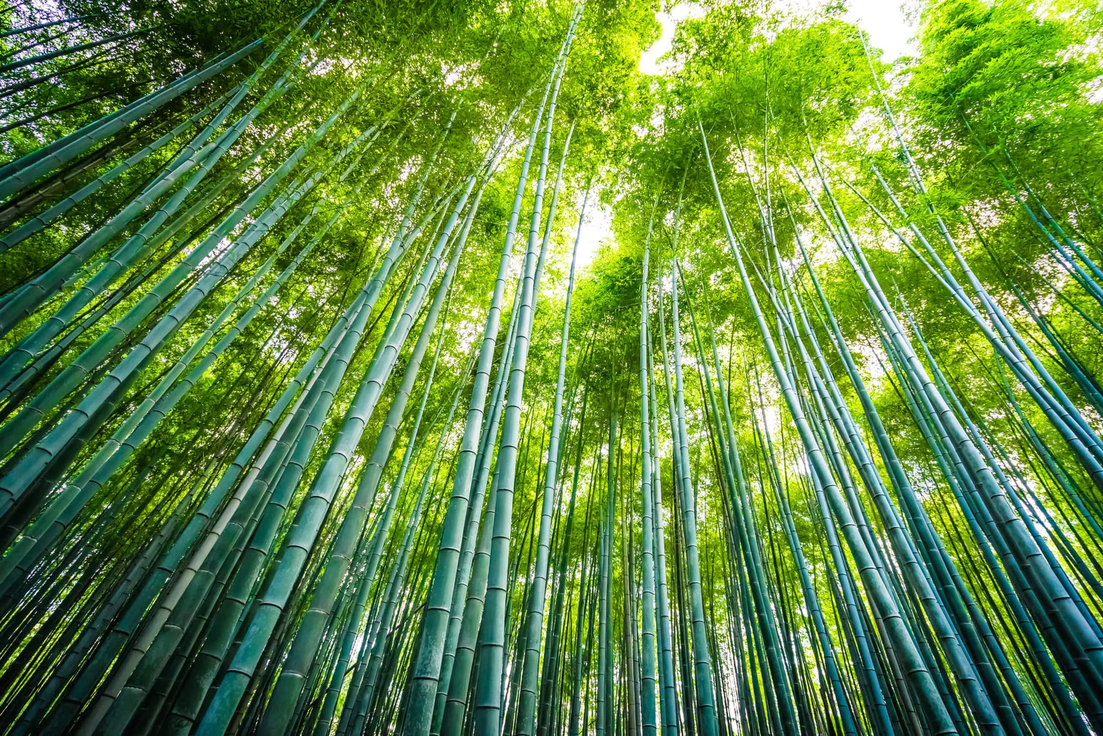 Forest Wallpaper - Bright Bamboos