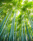 Forest Wallpaper - Bright Bamboos