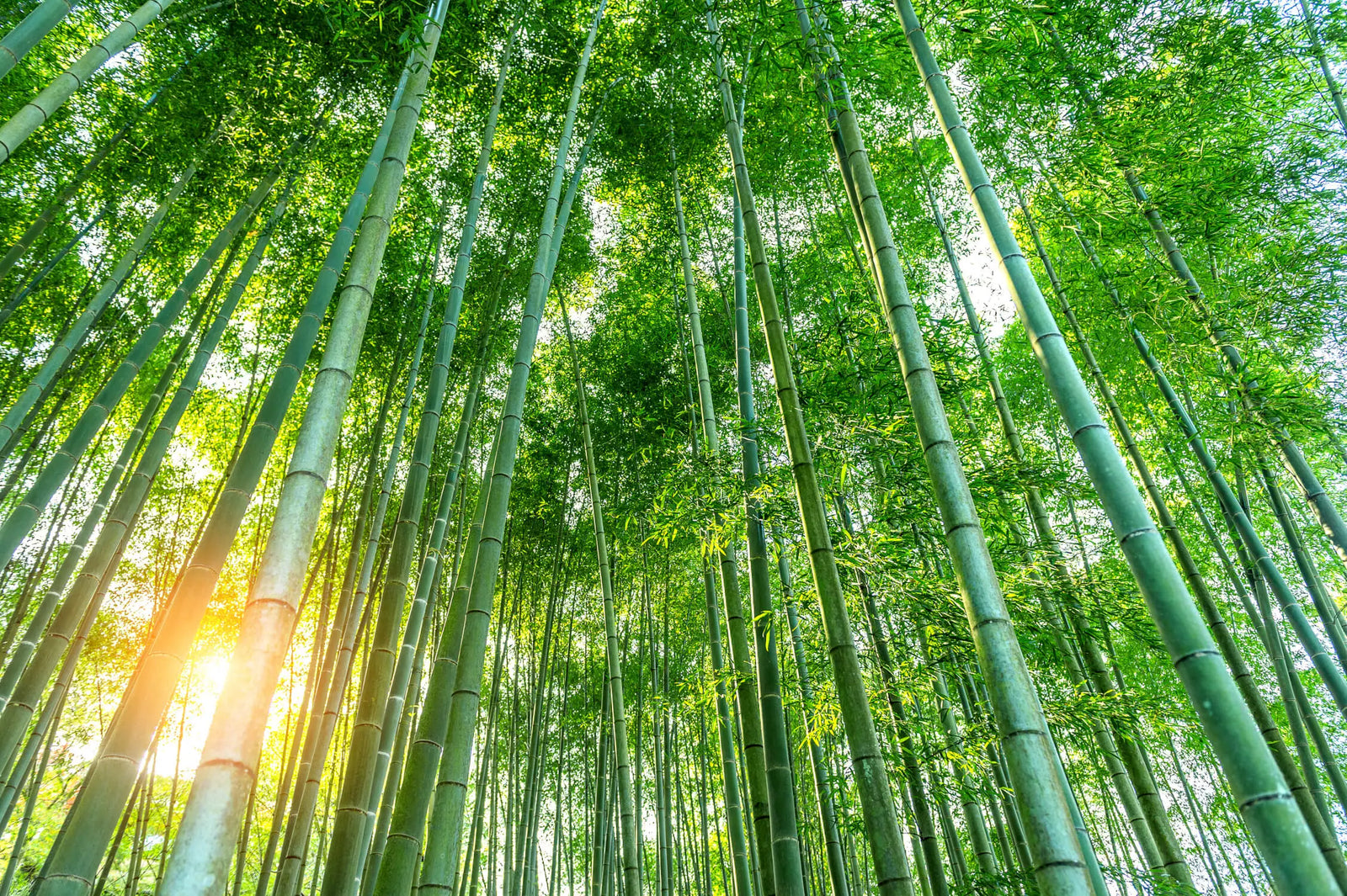 Japanese Wallpaper - Bamboo Forest