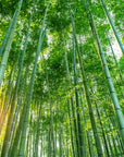 Papier Peint Japonais - Forêt de Bambous