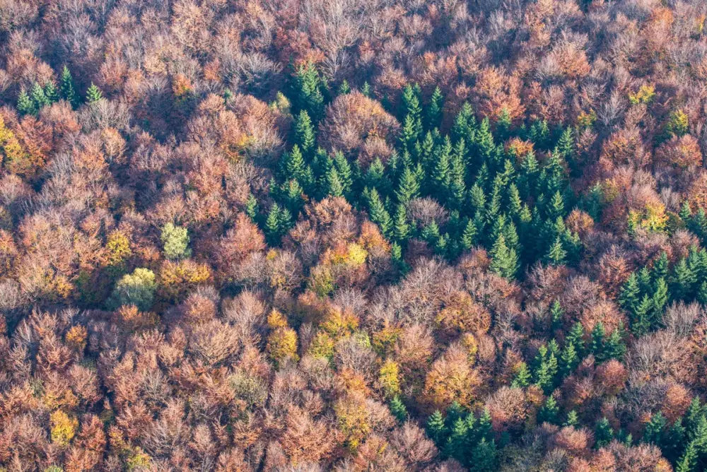 Papier Peint Forêt De Pins - Vue Du Ciel