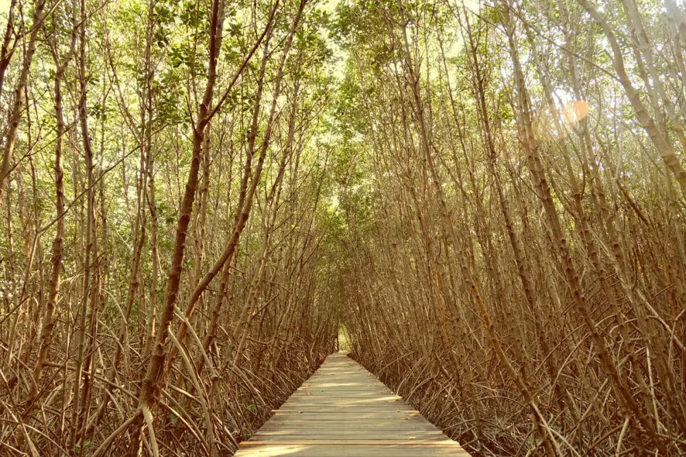 Papier Peint Nature - Chemin En Forêt De Bambous