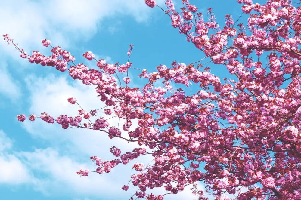 Papier Peint Nature - Ciel Bleu Et Branches De Cerisiers En Fleurs