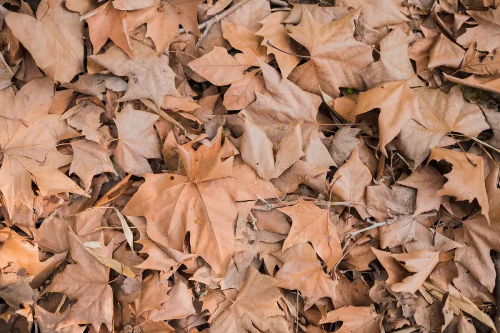 Papier Peint Nature - Feuillage Marron