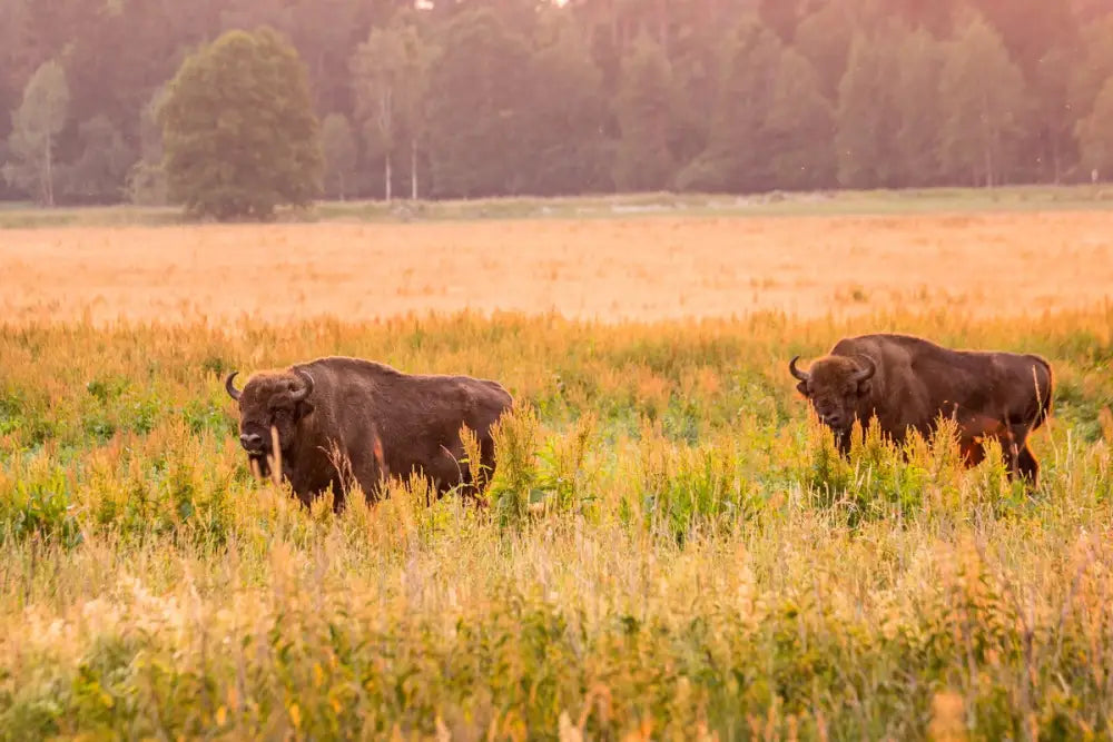 Papier Peint Nature - Prairies Et Bisons