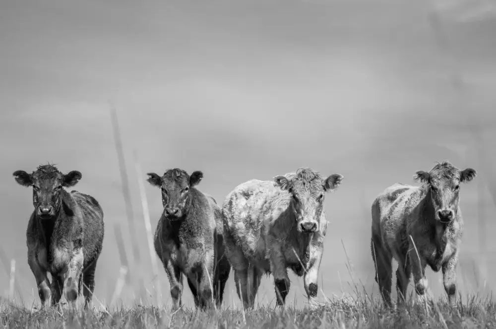 Papier Peint Nature - Vaches Highland