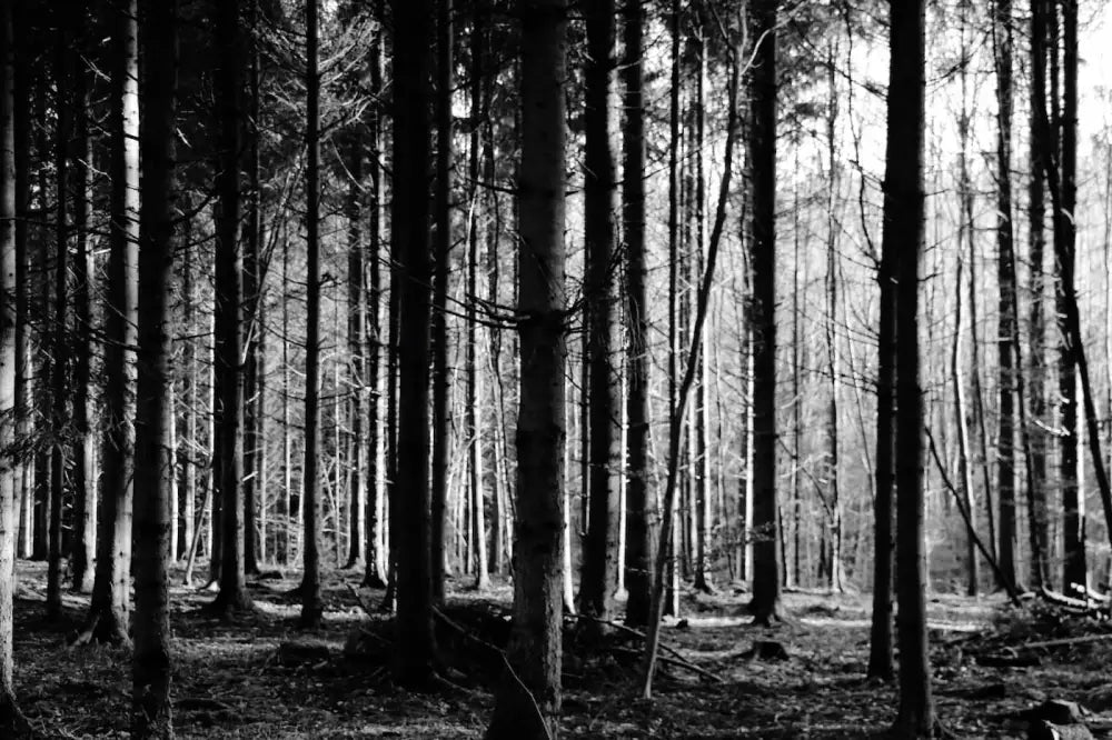 Papier Peint Noir Et Blanc - Forêt Dense