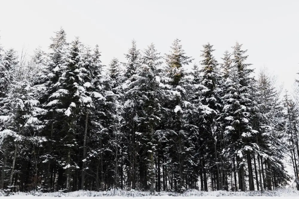 Papier Peint Noir Et Blanc - Forêt Enneigée