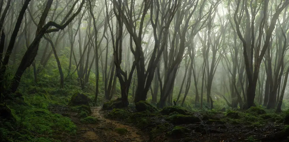 Papier Peint Panoramique - Forêt Profonde