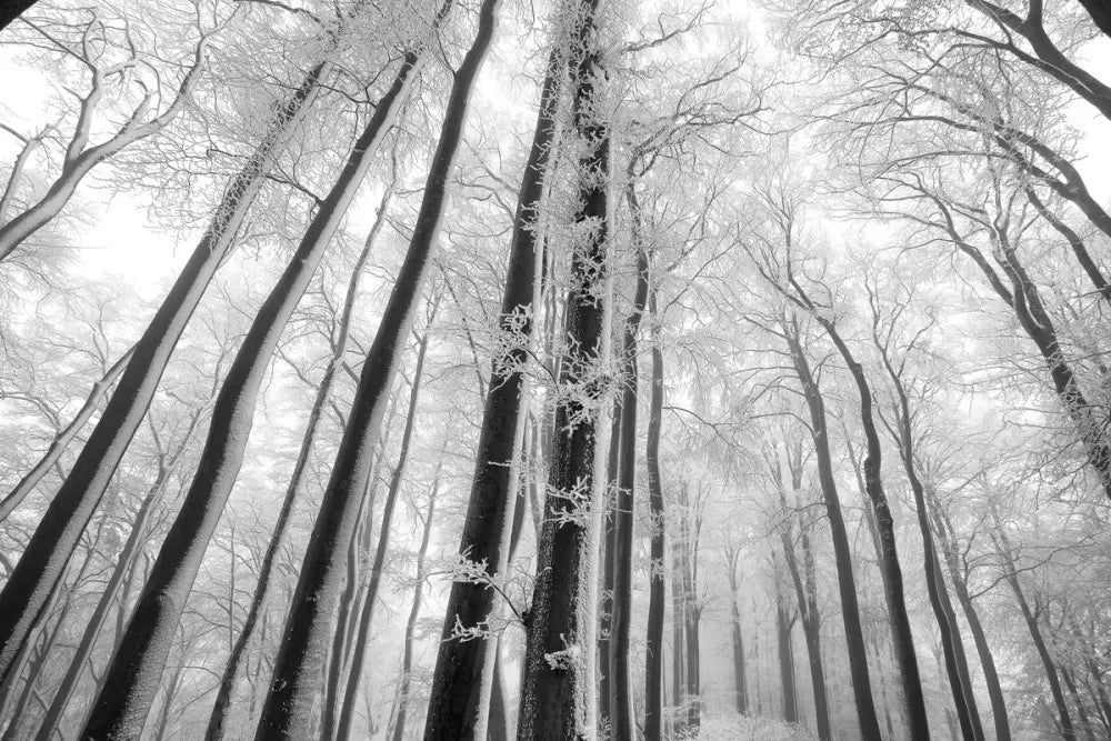 Papier Peint Paysage - Arbres Noir Et Blanc