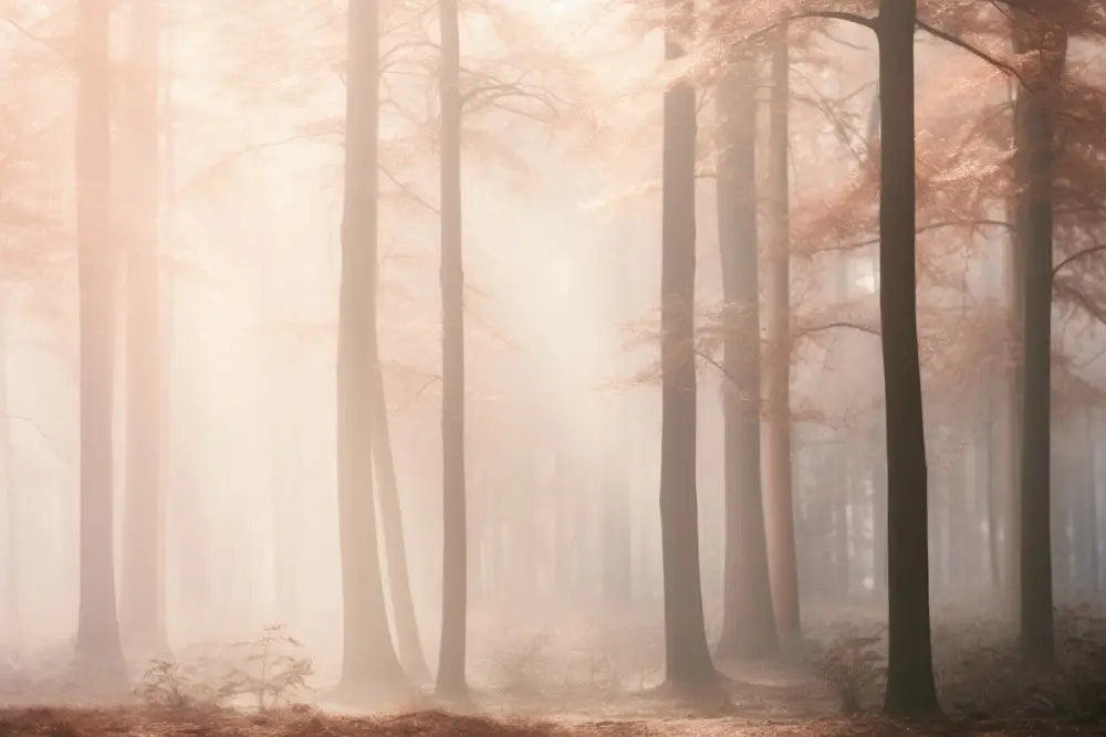 Papier Peint Paysage - Forêt Brume Rosée