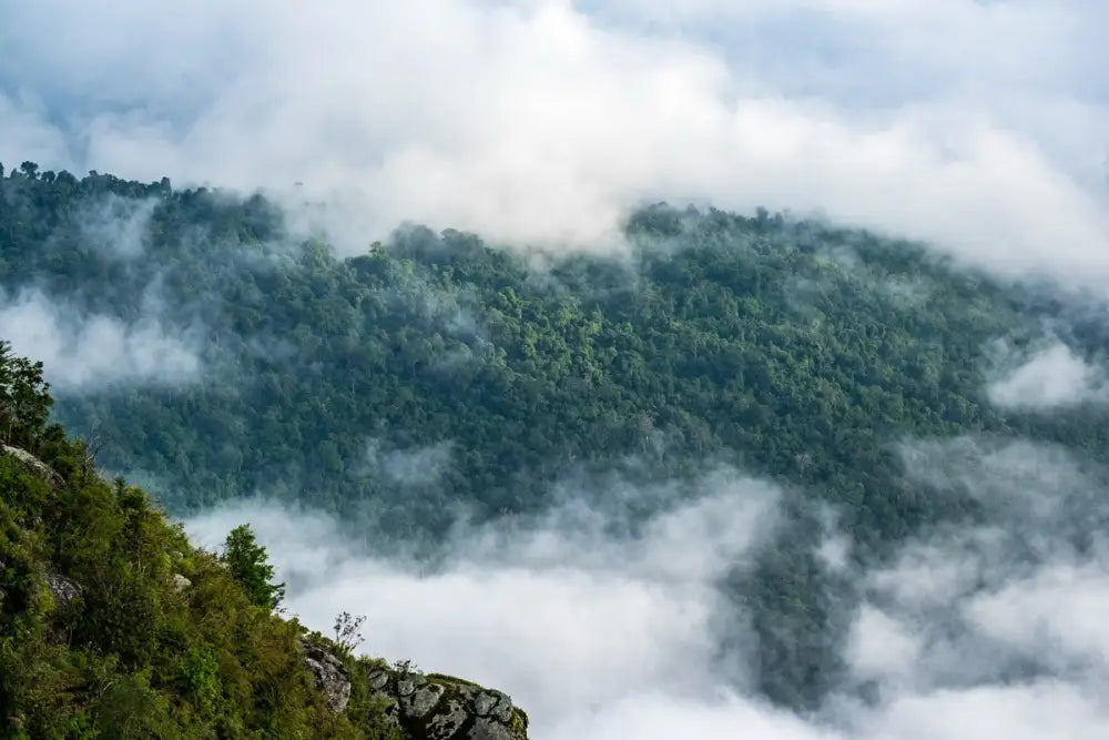 Papier Peint Paysage - Forêt Dans Les Nuages