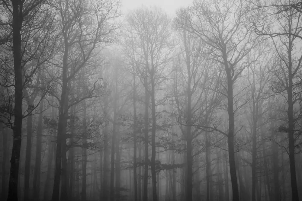 Papier Peint Paysage - Forêt Noir Et Blanc