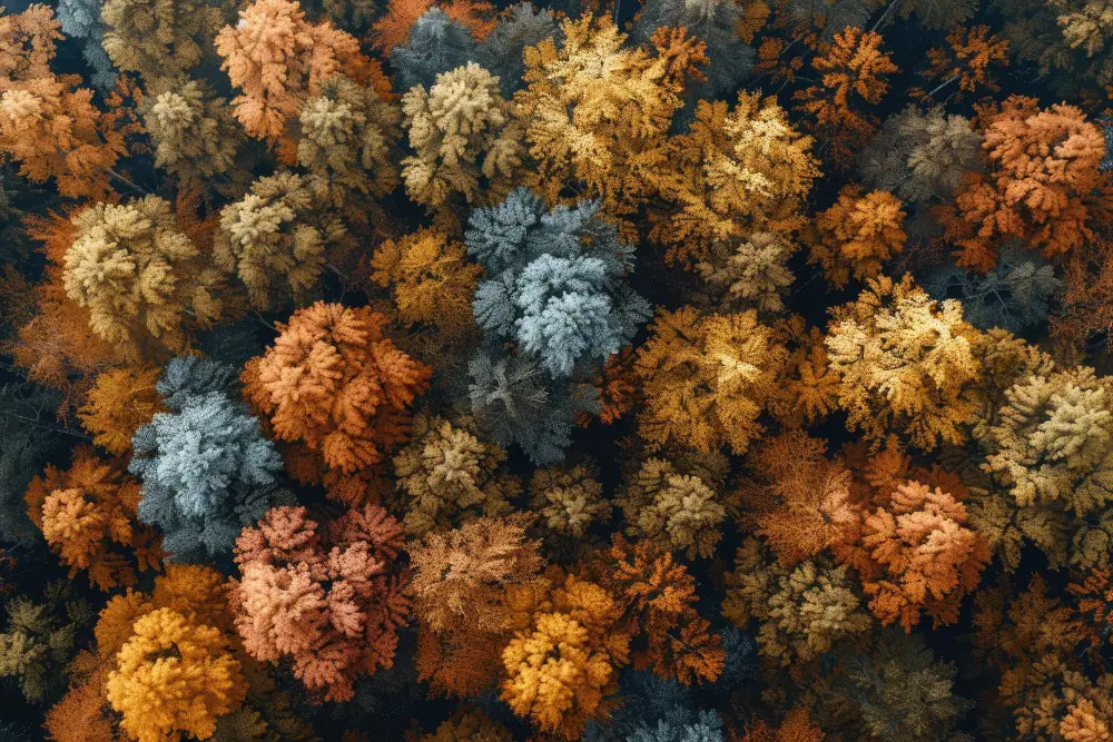 Papier Peint Paysage - Forêt Vue Du Ciel