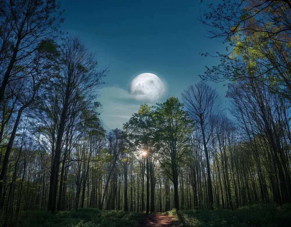 Papier Peint Paysage - Pleine Lune À Travers La Forêt