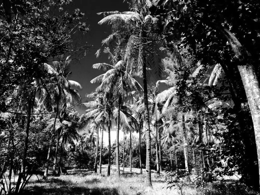 Papier Peint Tropical - Bananiers Et Cocotiers Noir Blanc