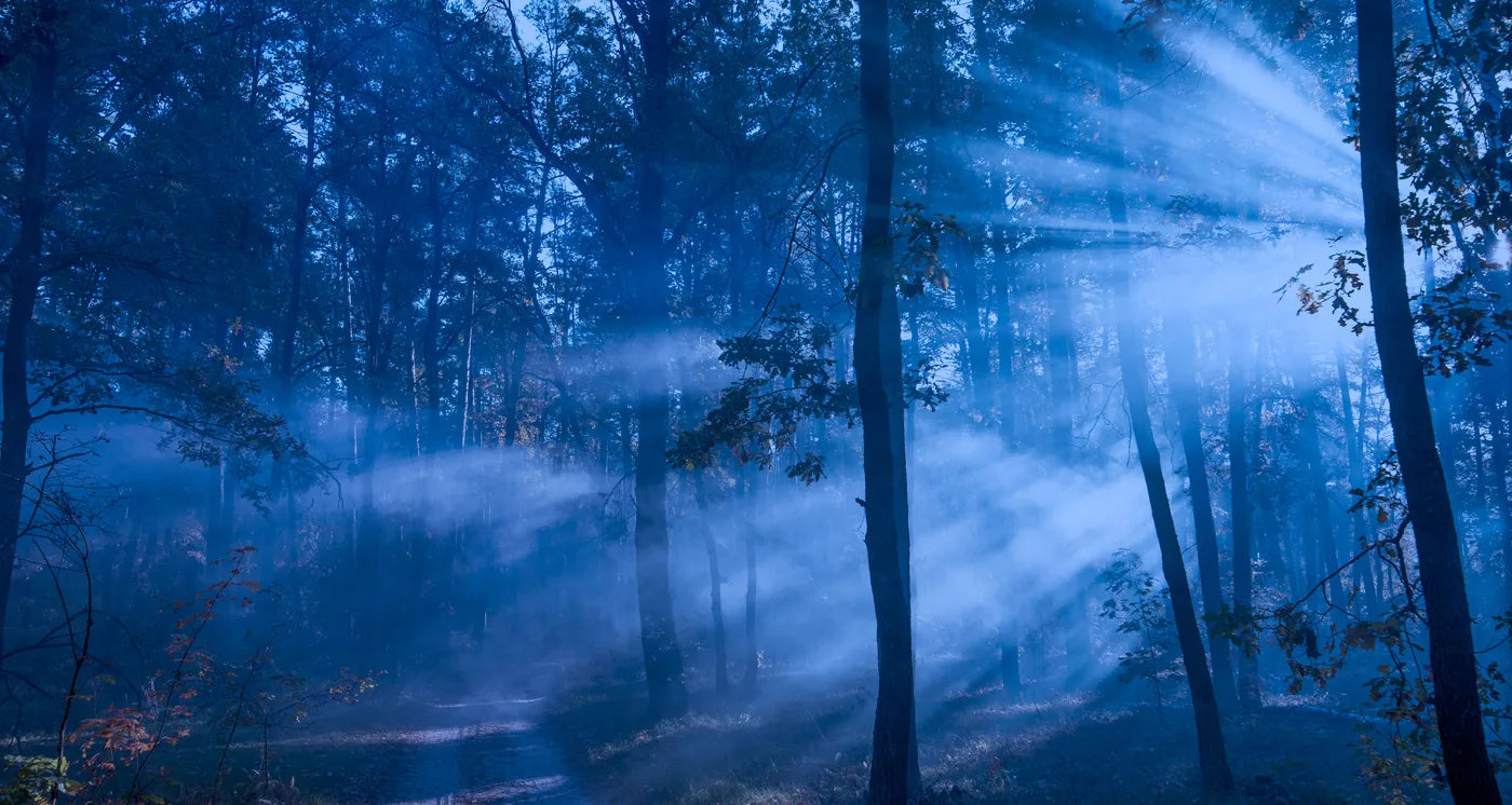 Forest Wallpaper - Bluish Twilight Glow