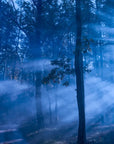 Forest Wallpaper - Bluish Twilight Glow