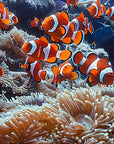 Papier peint animaux - banc de poissons-clowns dans les coraux