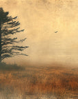 Papier Peint Paysage - Sapin Dans La Brume
