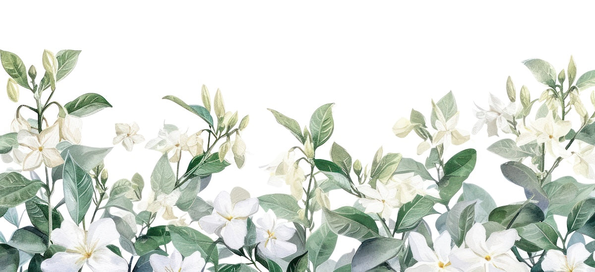 Papier peint fleuri - frise de jasmin blanc