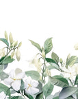 Papier peint fleuri - frise de jasmin blanc