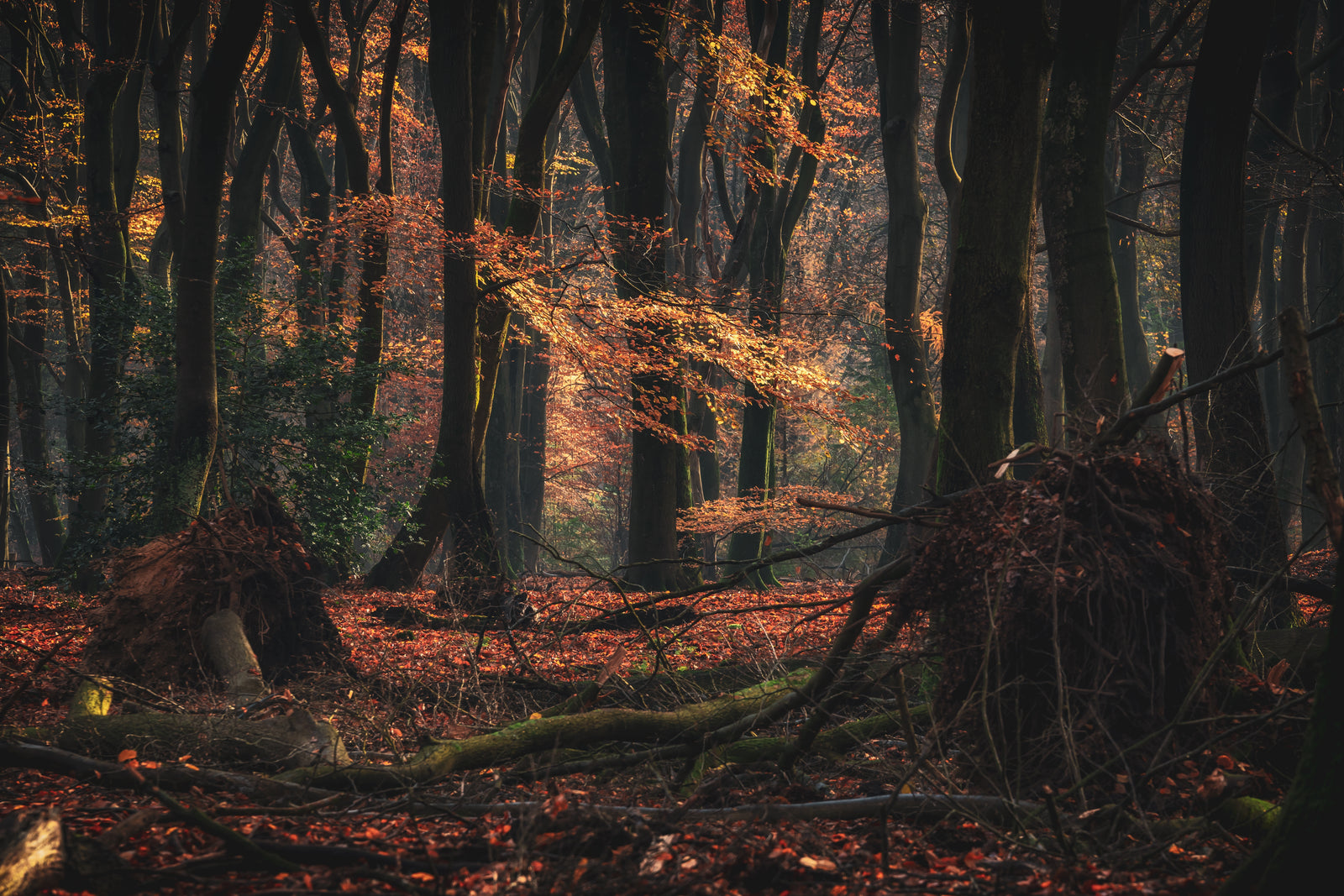 Nature wallpaper – Dark autumn forest and dead branches