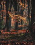 Nature wallpaper – Dark autumn forest and dead branches