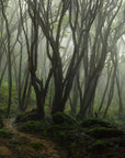 Papier Peint Panoramique - Forêt Profonde