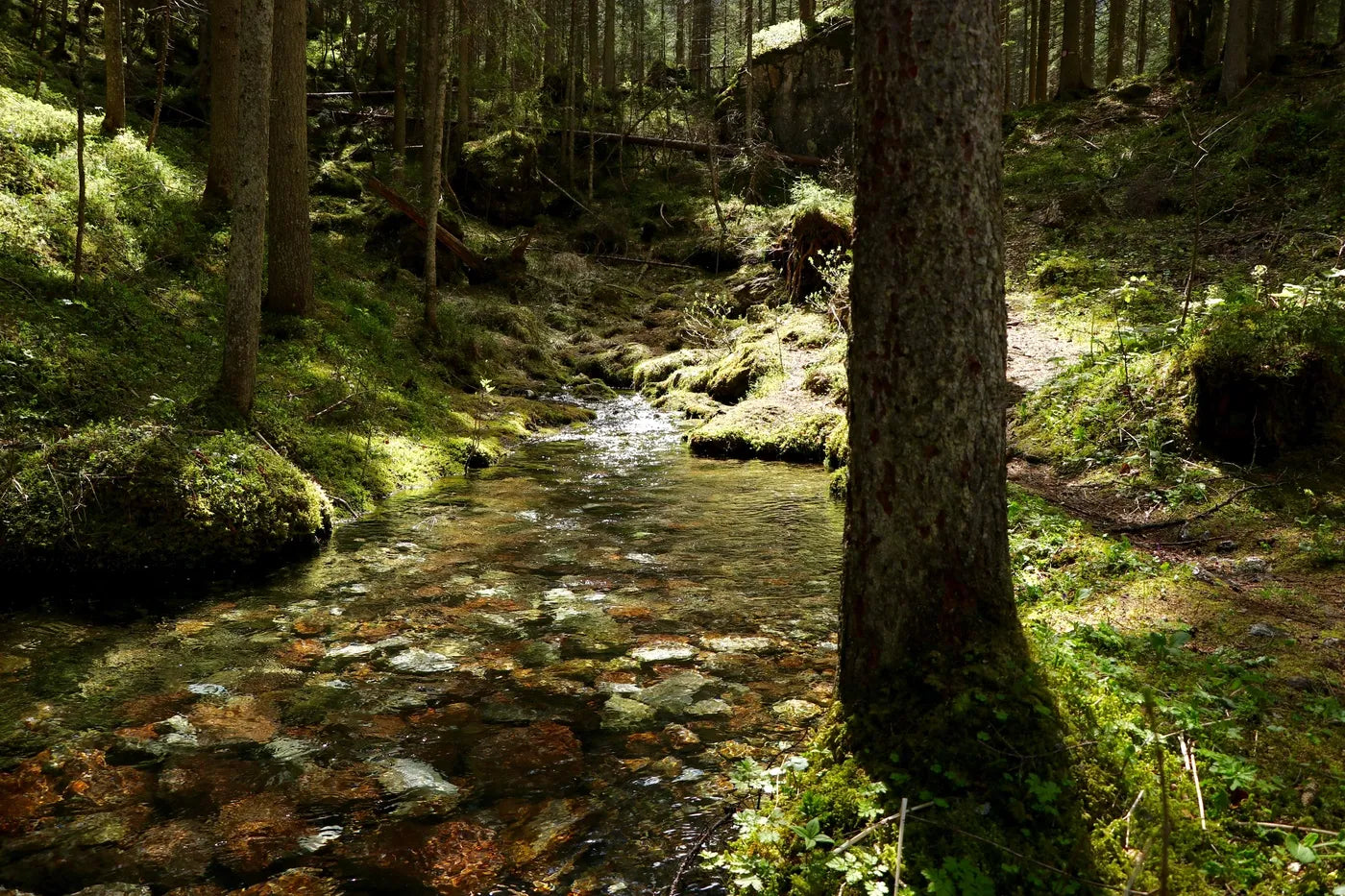 Forest Wallpaper - Stream in a Clearing