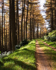 Papier Peint Forêt - Sentier Enchanté