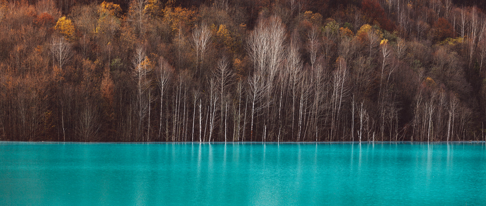 Papier peint forêt - bouleaux au lac turquoise