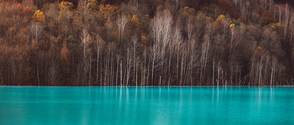 Papier peint forêt - Bouleaux au bord d'un lac turquoise