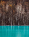 Papier peint forêt - bouleaux au lac turquoise