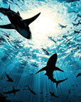 Papier peint animaux - silhouettes de requins sous l'océan