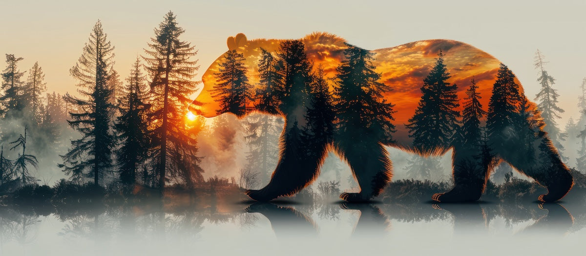Papier peint animaux - silhouette d'ours dans la forêt au soleil