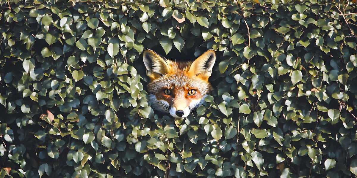 Papier peint animaux - petit renard caché dans le feuillage