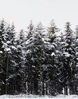 Papier Peint Noir Et Blanc - Forêt Enneigée