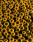 Papier Peint Floral - Tournesol Lumineux