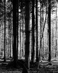 Papier Peint Noir Et Blanc - Forêt Dense
