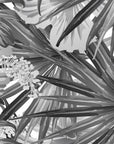 Black and White Wallpaper - Charcoal Illustrated Jungle