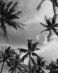 Papier Peint Tropical - Palmiers Jungle Noir Et Blanc