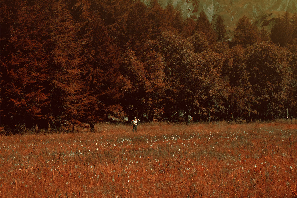 Papier peint nature - Prairie et forêt en automne