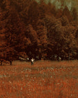 Nature wallpaper – man in autumn meadow