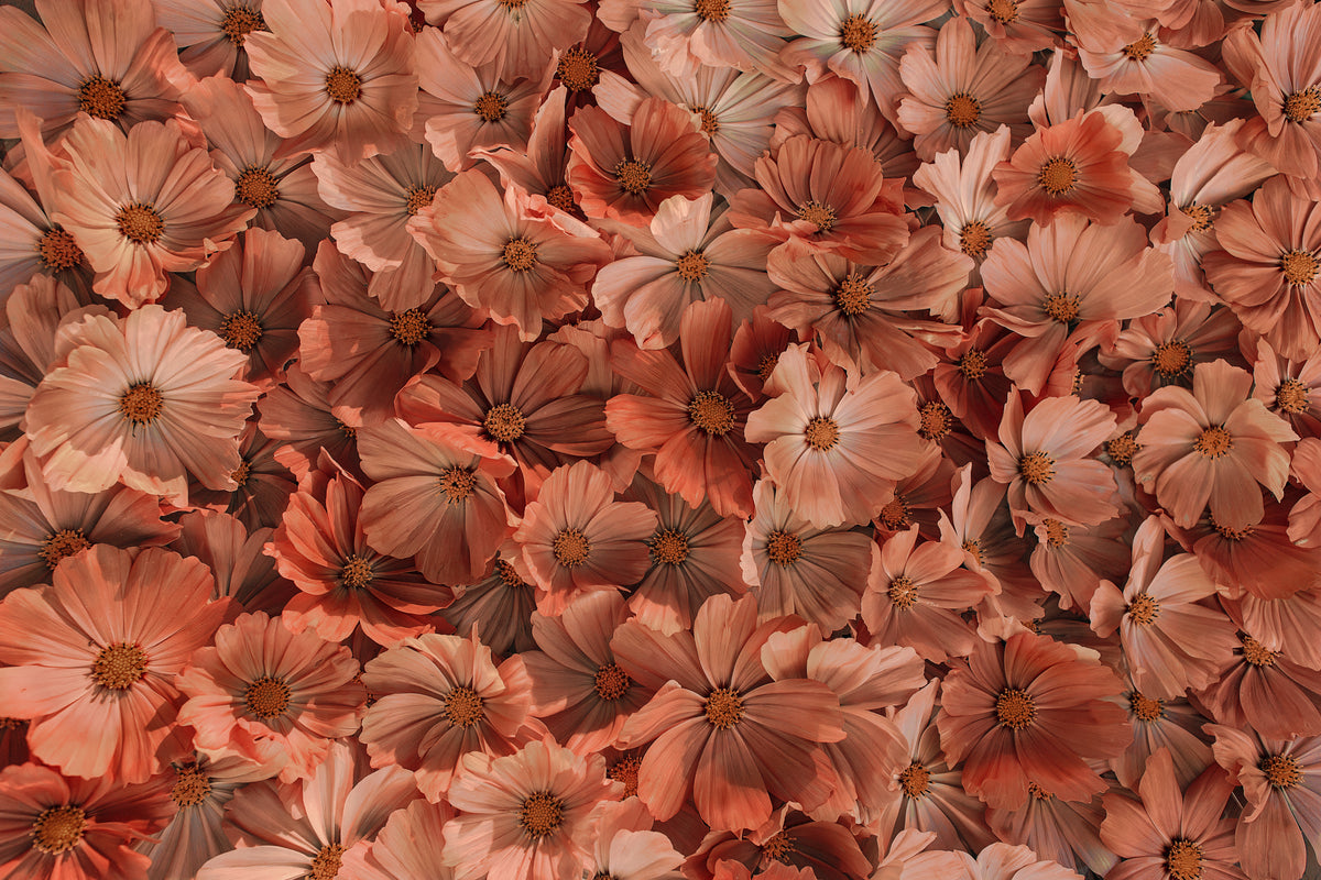 Papier peint fleuri - Orange et rose