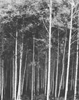 Black and White Wallpaper - Serene Forest