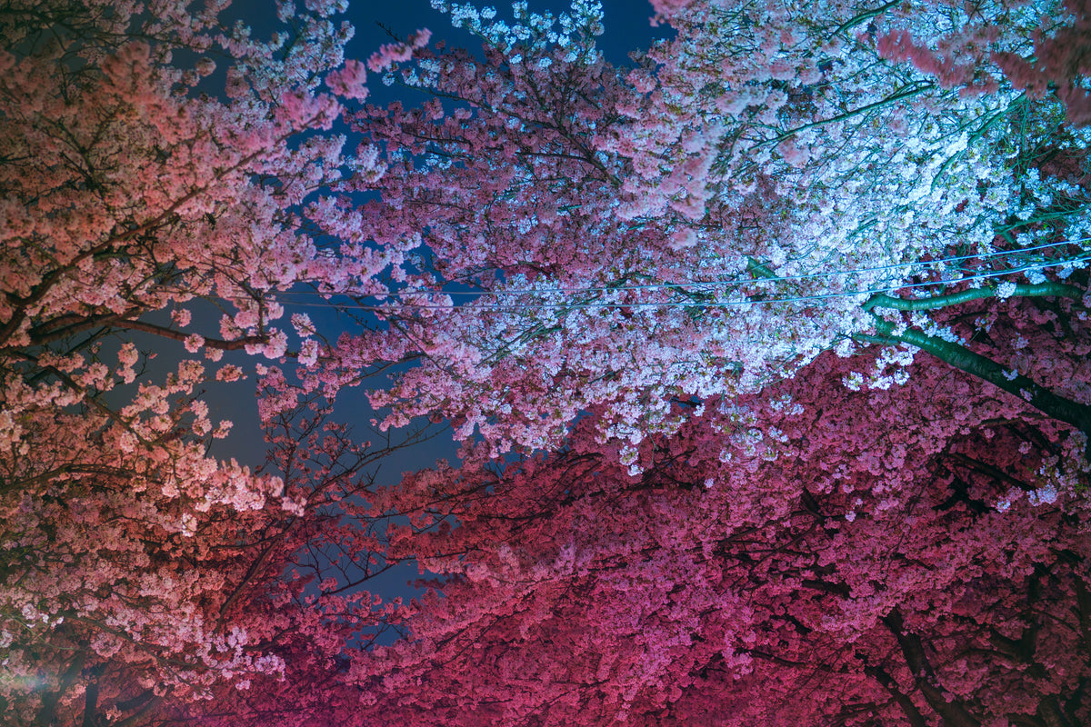 Papier peint floral - Fleurs de cerisier roses la nuit