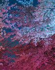 Floral wallpaper – Pink cherry blossoms at night